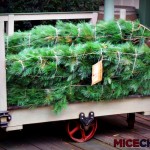 Christmas trees at the Frontierland station