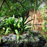 Jungle Cruise plants