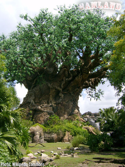 ak disney world, Notes from Disney World Part Two