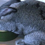 Lulu-the-Flemish-Rabbit