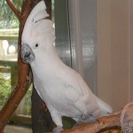 Paco-the-Cockatoo