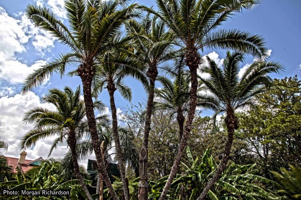 Walt Disney World, Designed to Thrill: Walt Disney World Photo Report