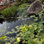 China Pond