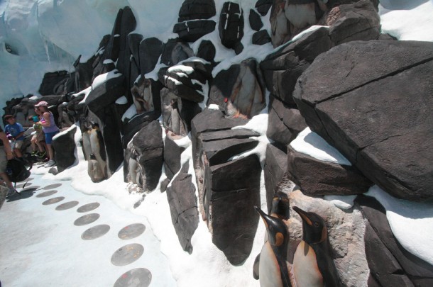 Penguin types are displayed in the rocks, and explained on plaques below.