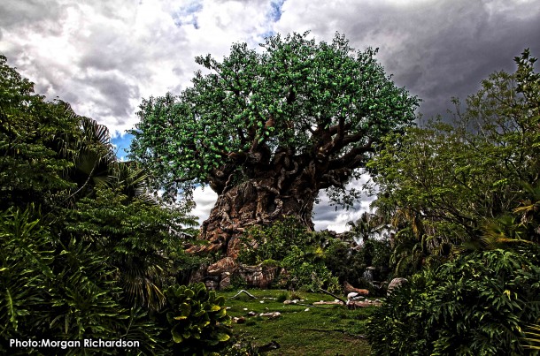 Walt Disney World, Designed to Thrill: Walt Disney World Photo Report