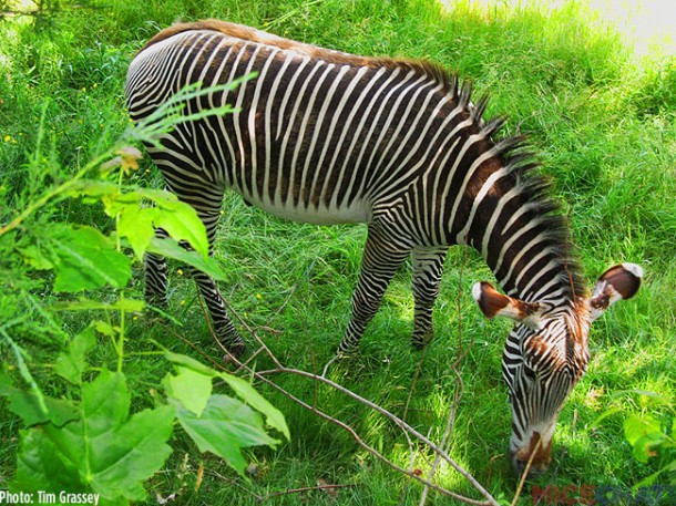 A photo of a Grevy’s Zebra from the same exhibit last June