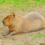 1-Capybara