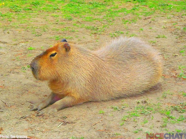 1-Capybara