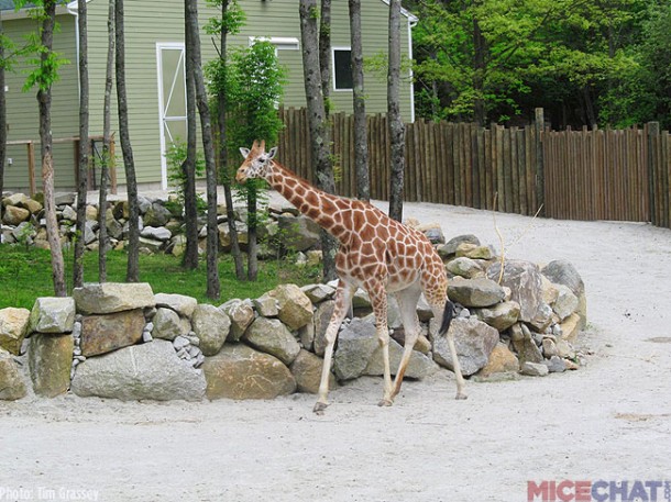 A few years ago, they built a new exhibit for their Reticulated Giraffes. For a small fee, guests are able to feed the Giraffes at select times of day.