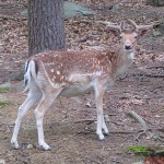11-Deer