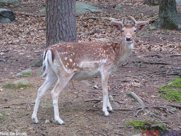 One of the highlights for children at Southwick’s Zoo is the 35 acre deer forest. Free roaming deer will walk up to guests provided they’re armed with a handful of corn.