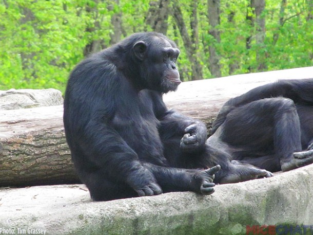 One of the larger exhibits houses several Chimpanzees.