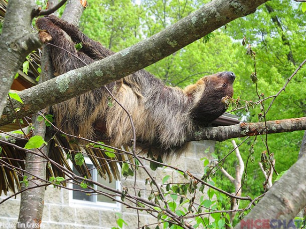 One of the species new this year is the two-toed sloth.