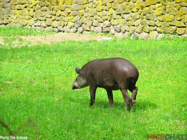 The Brazilian Tapir