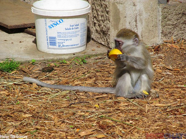 One of the “escaped” baby monkeys.