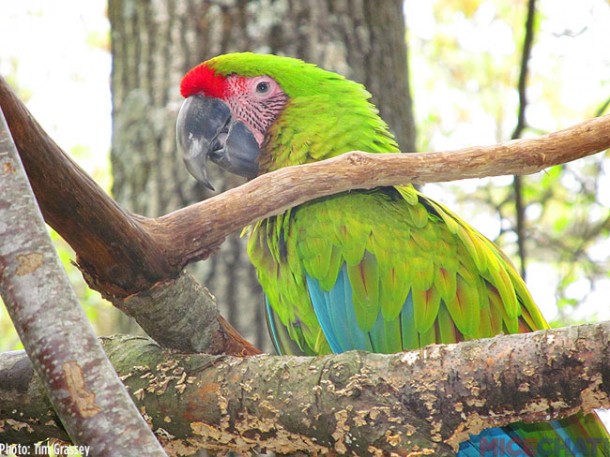 Macaw