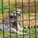 18-Ring-Tailed-Lemur