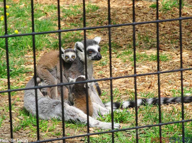 A mother Ring-tailed lemur with two babies 