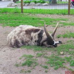 19-Jacob-Sheep