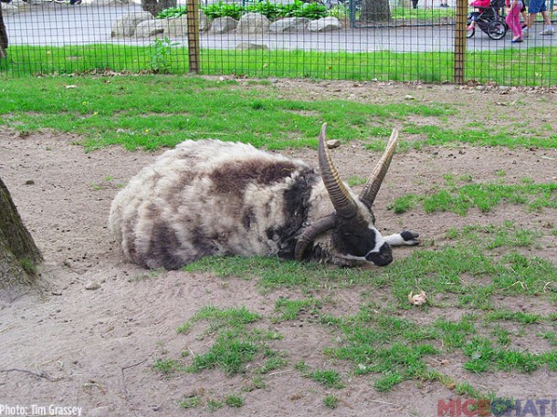 19-Jacob-Sheep