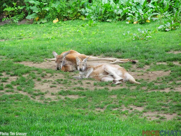 2-Red-Kangaroo