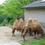 21-Bactrian-Camel