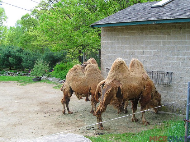 21-Bactrian-Camel