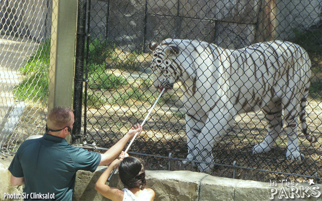 A brave audience member get's to feed one of the White Bengal Tigers