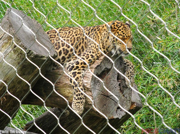 The African Leopard’s name is Mowgli