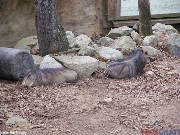 Ironically, the Warthog on the right is named Mr. Carosi