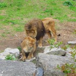 27-Lion