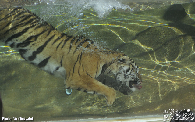 Tigers diving for food in the water