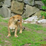 28-Lion