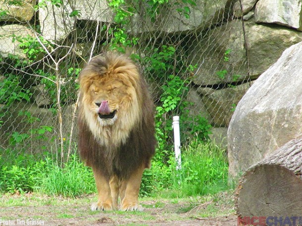 A rarity at zoos, the lions were awake and playing