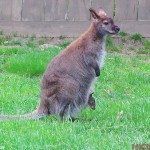 3-Bennets-Wallaby