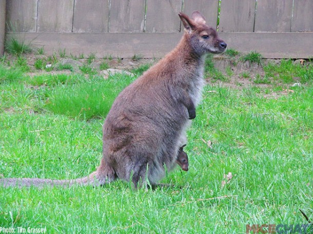 3-Bennets-Wallaby