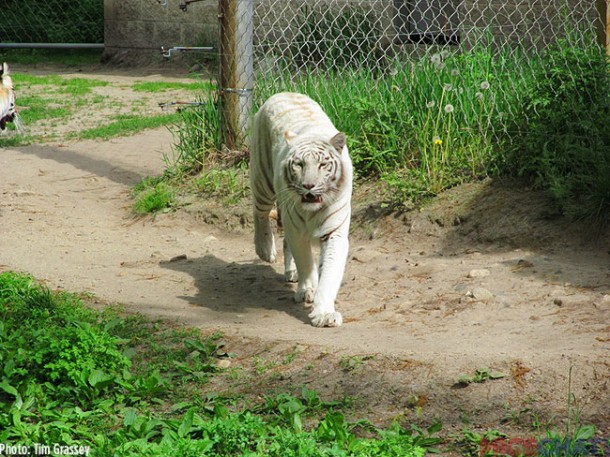 The tigers were also awake and pacing