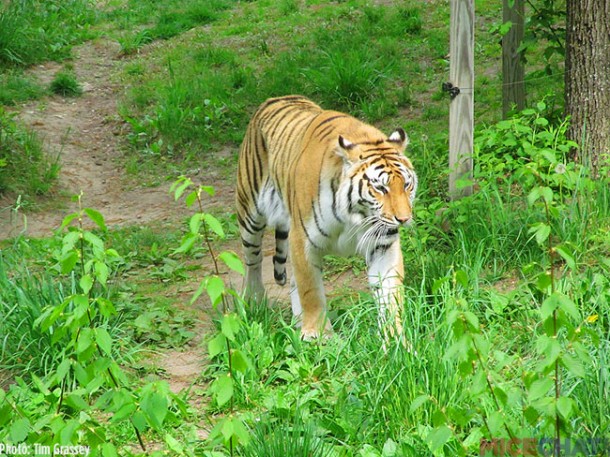 32-Tigers
