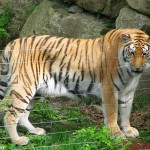 33-Tigers