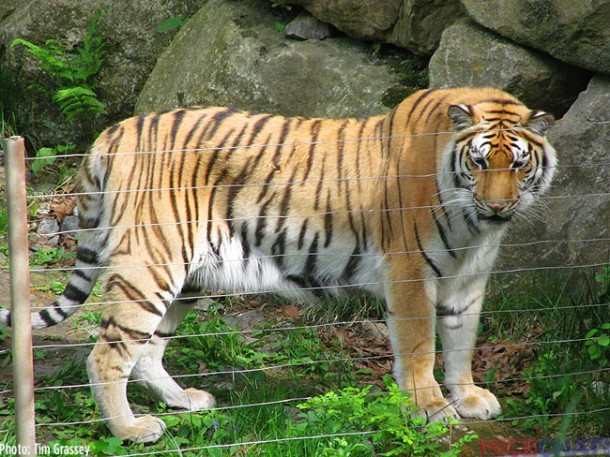 33-Tigers