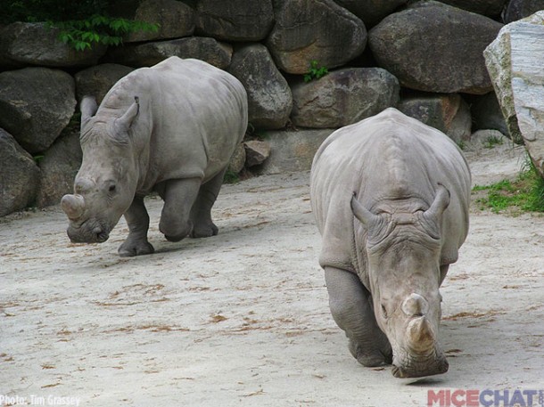 34-White-Rhinoceros