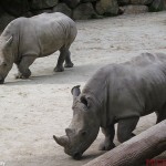 35-White-Rhinoceros
