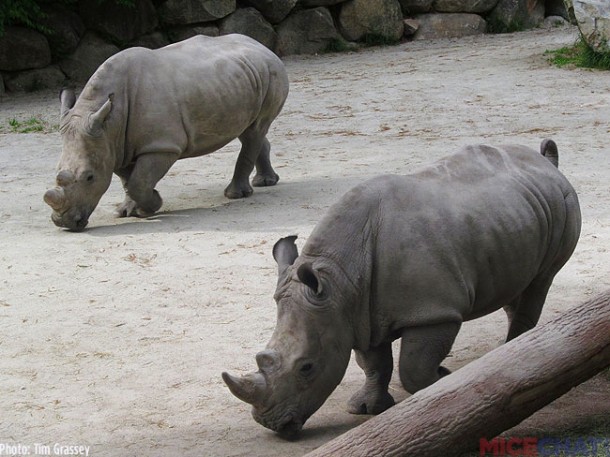 35-White-Rhinoceros