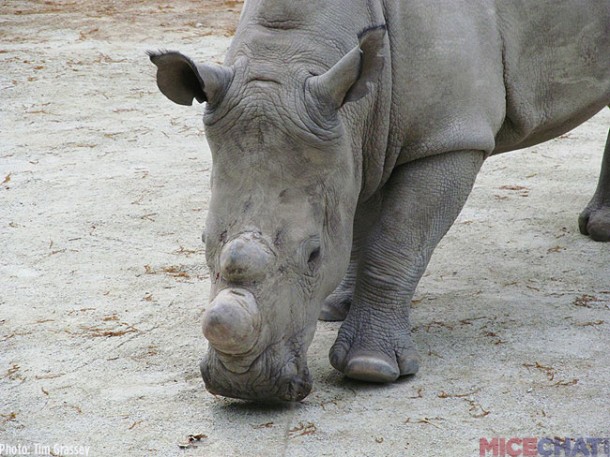 36-White-Rhinoceros