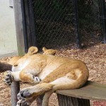 37-Baby-Lion