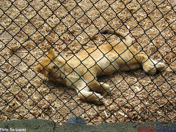 38-Baby-Lion