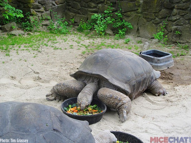 The zoo has a pair of Aldabra Giant Tortoises