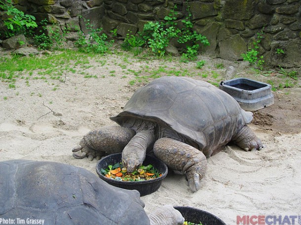 The zoo has a pair of Aldabra Giant Tortoises 