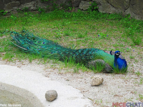 This was a weird looking turtle in with the other two Aldabra Tortoises