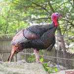 6-Turkey